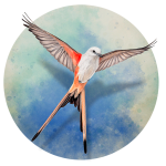 展翅翱翔 Wingspan For Mac v168 鸟类主题卡牌游戏中文版